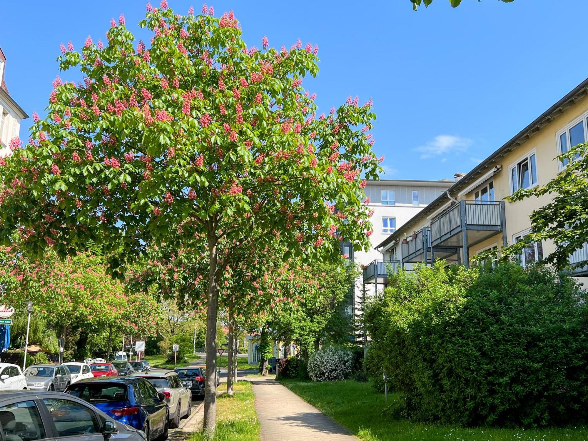 New-York Appartment, 2 Zimmer, Zentral Naehe Bahnhof Wilhelmshoehe Kassel Dış mekan fotoğraf